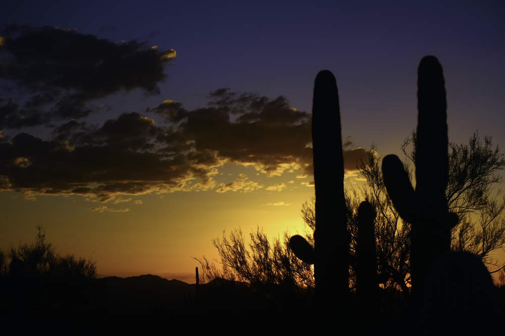 Arizona sunset Saguaro cactus (binomial name Carnegiea gigantea) in silhouette in Saguaro National Park West, Tucson, Arizona, with copy space at left